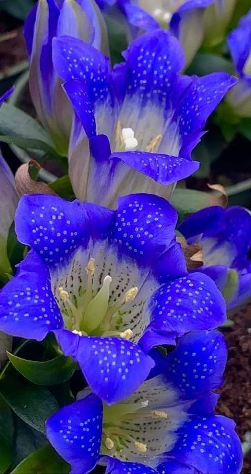 Alaayous3's tweet photo. #loyal #AMY🅰️
@Alaayous3
@ivymarina1
@JulianaBrii
@foz3x3
@75suhair
@kangharty
@leilasbsantos
@MarthaCandia21
@kiyomaramet
@NetaaJii
@Sun_Flower119
@tripletsfan19
@GMahilani
@kangharty
@LauraFBK
@Carlaxa63784237
@Zanza79258876
@Linyuling99999
@debratankersle1
@HayatNo23495783 https://t.co/N2nyFmB0B6
