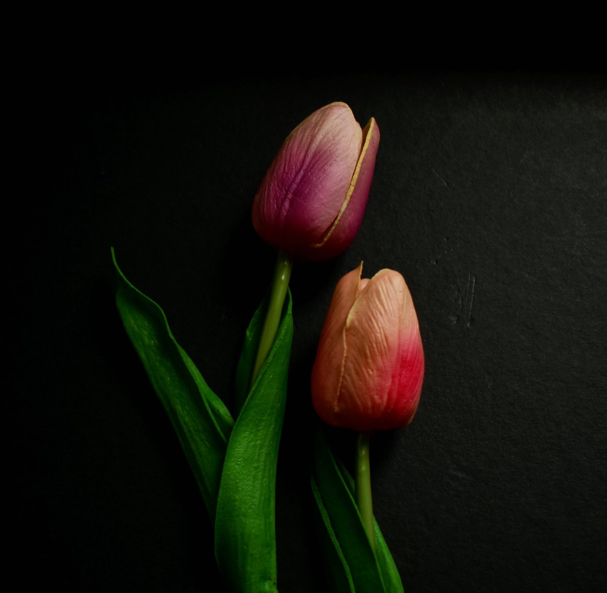 GM every one,
I would like show you some different photos from my 4 tulip collections
#opensea #nftphotography #nftprojects #nft #nftcollection  #nftflowers #nfttulips  #stilllifephotos #creativephotos