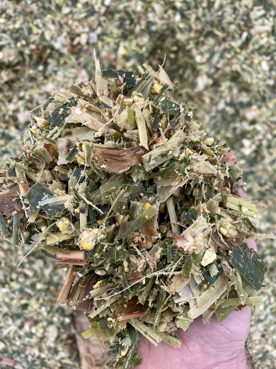 Got the chop results back for the crop this season, 26.2tDM/ha, 36.6% starch and ME 11.1. The old boy couldn’t be happier with the result, and only used a tad under 5ML/ha of water #corn21