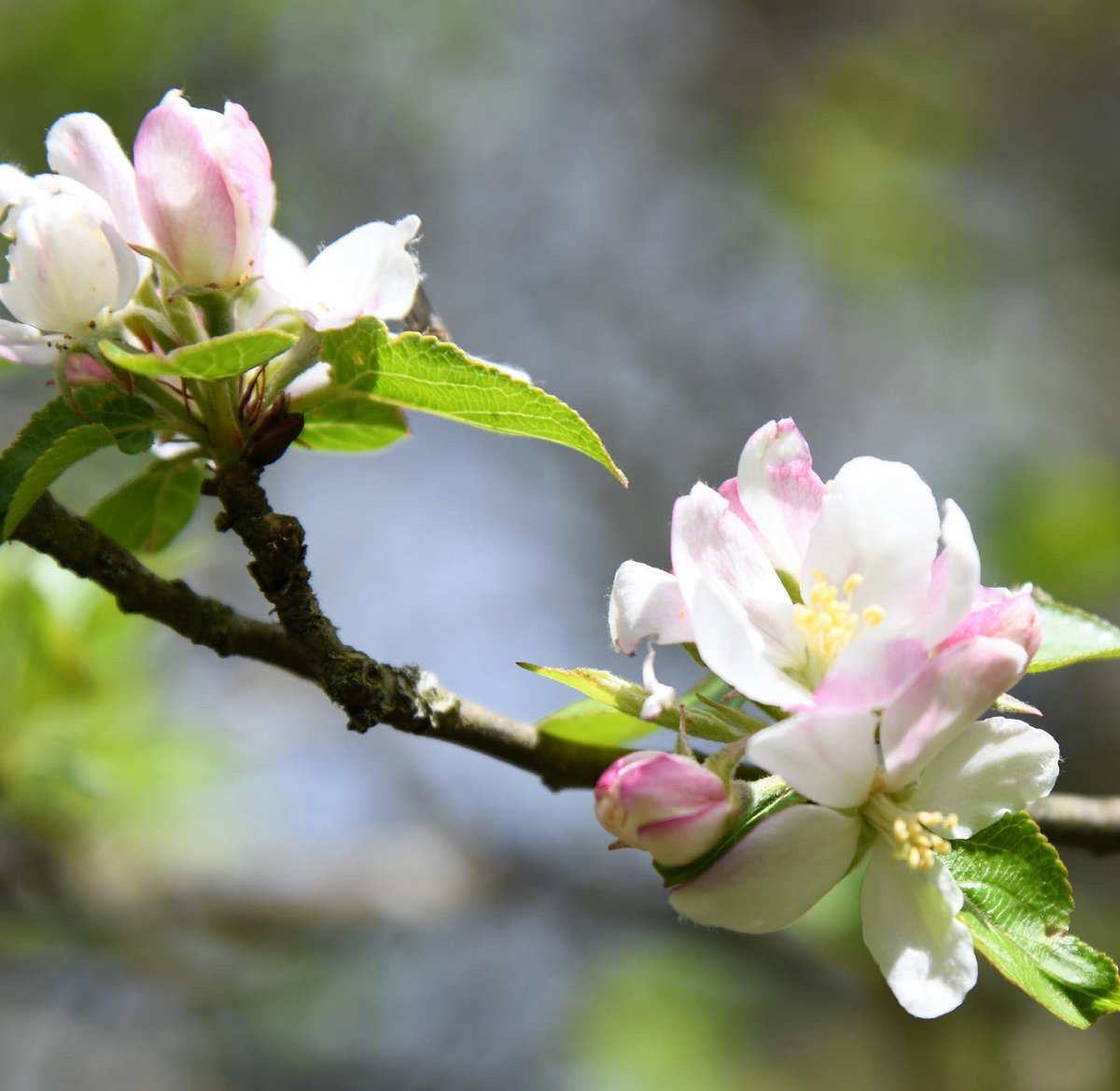 CoLEppingForest's tweet photo. A beautiful display of blossom on show just now in #EppingForest. 

If you are visiting this Bank Holiday please help us to keep this ancient woodland beautiful &amp; protect the wildlife who live here by taking your litter home with you. 

Thank you.  #TreesNotTrash @KeepBritainTidy https://t.co/SntWnv4Uqg