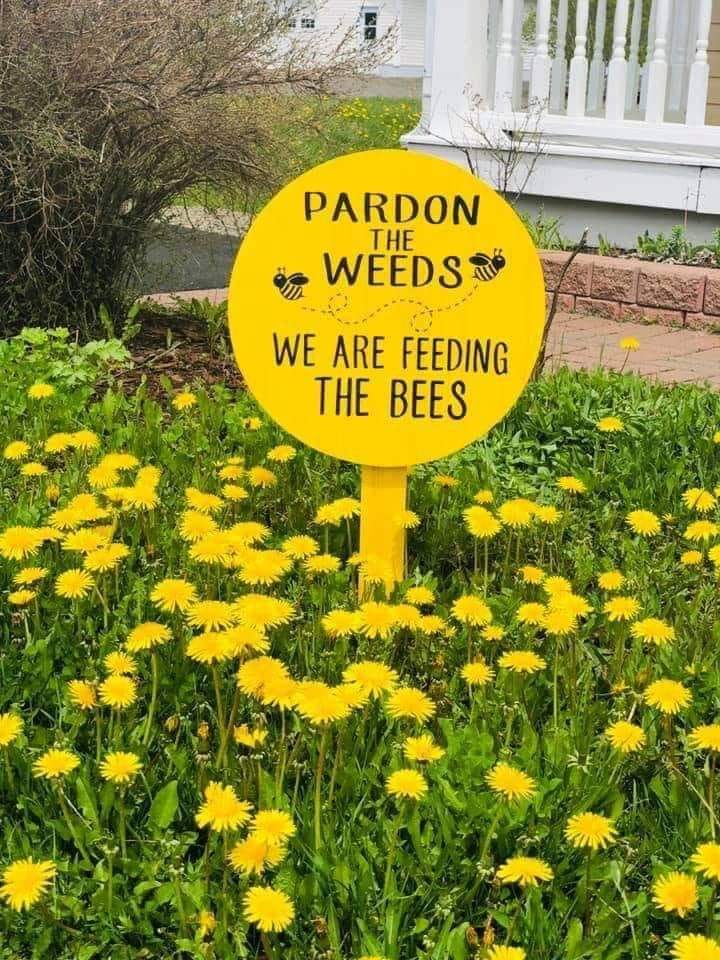 pimlemmers's tweet photo. Voorkom het onnodig maaien van bloeiende bermen vol met paardenbloemen! De #paardenbloemen zorgen voor nectar en stuifmeel voor de #wildebijen #vlinders #bijen en andere #insecten https://t.co/EzseqtpLXK