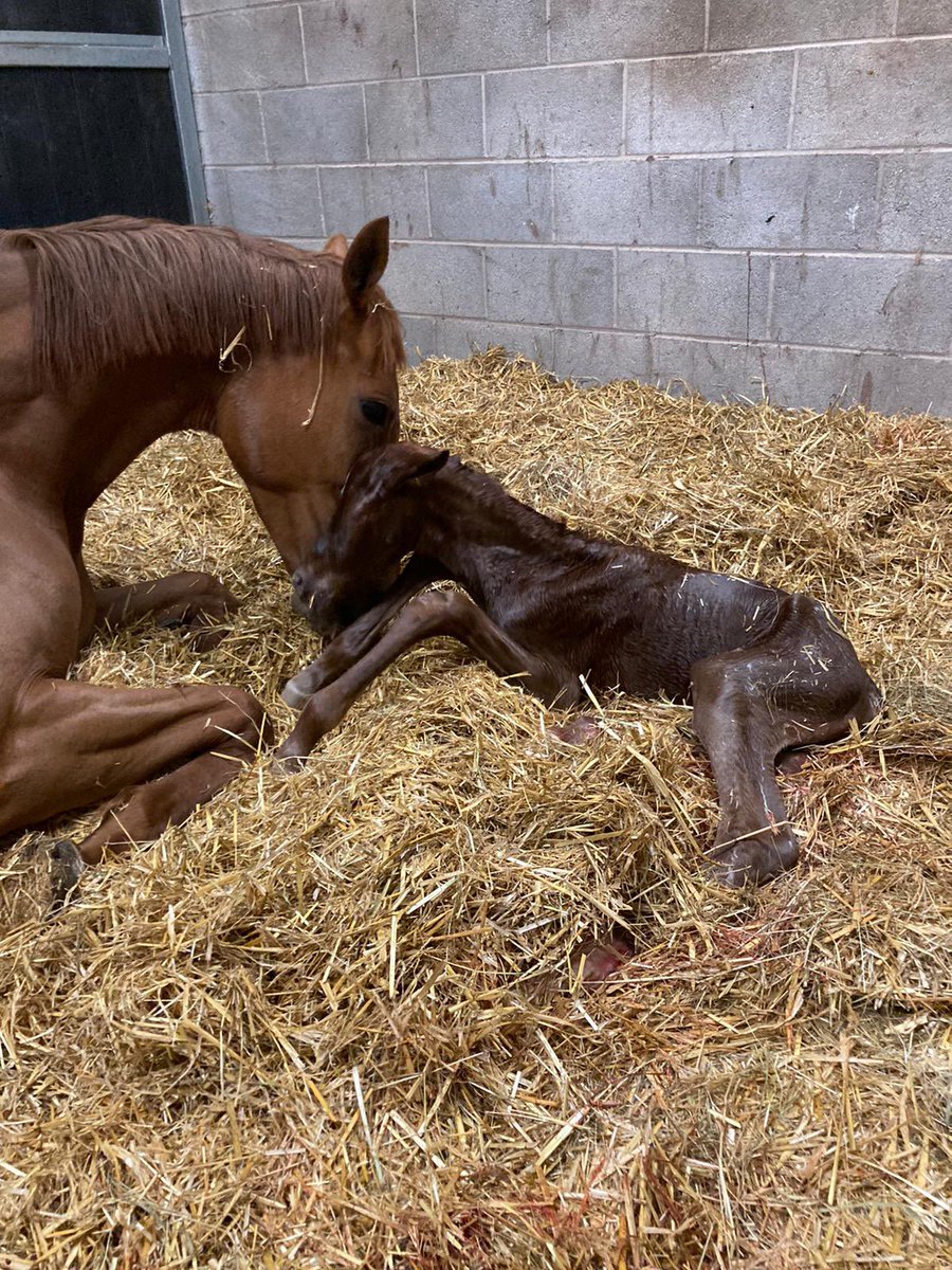 BeswickBrothers's tweet photo. Foal number 7, another cracking Frammassone colt out of Ashapurna. A little Easter gift for us 🐣 #Frammassone #eastercolt @rpbloodstock. Another great job done by @Willowwoodstud https://t.co/2pb88G1otx