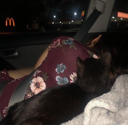 derekabrook's tweet photo. no offense, but I don’t think anyone will ever sleep as peaceful as I do when I’m sleeping with cats https://t.co/SIruVgpRJk
