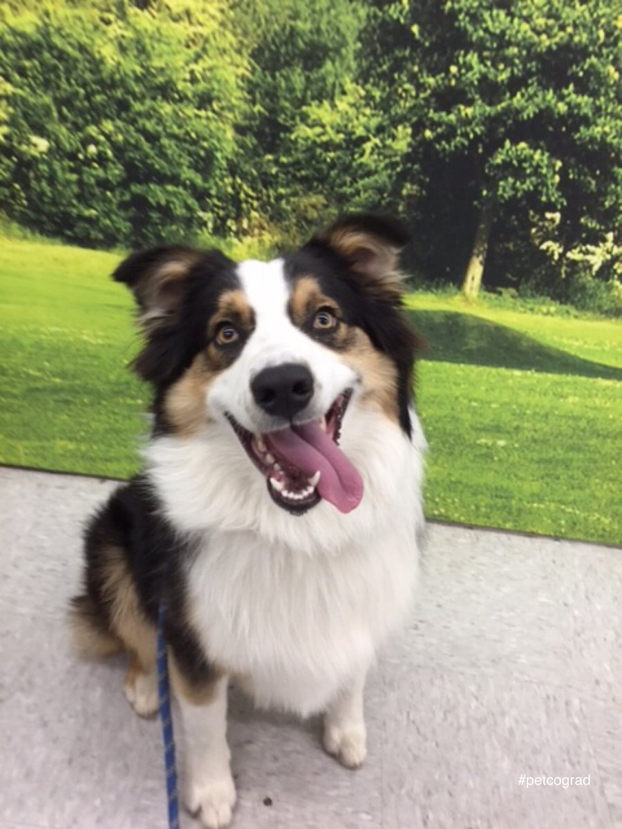 selenag0118's tweet photo. @mpellittieri I’m so sorry I couldn’t imagine losing my pup luffy 😭 I hope you enjoy his goofy smile https://t.co/LTzMGV4w4K