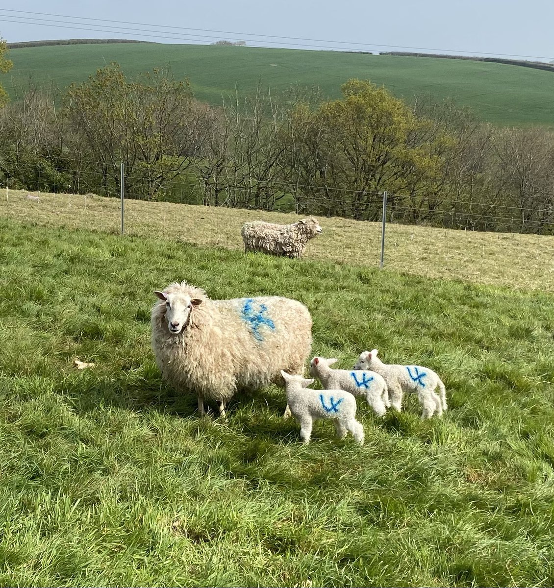 Bombora_'s tweet photo. This poll Dorset X is doing a cracking job feeding these triplets!
Ewe + 3 = 4 Perfect!
#lovingthisweather😎
#lambing2022🐑 https://t.co/Pk1QUTtH7R
