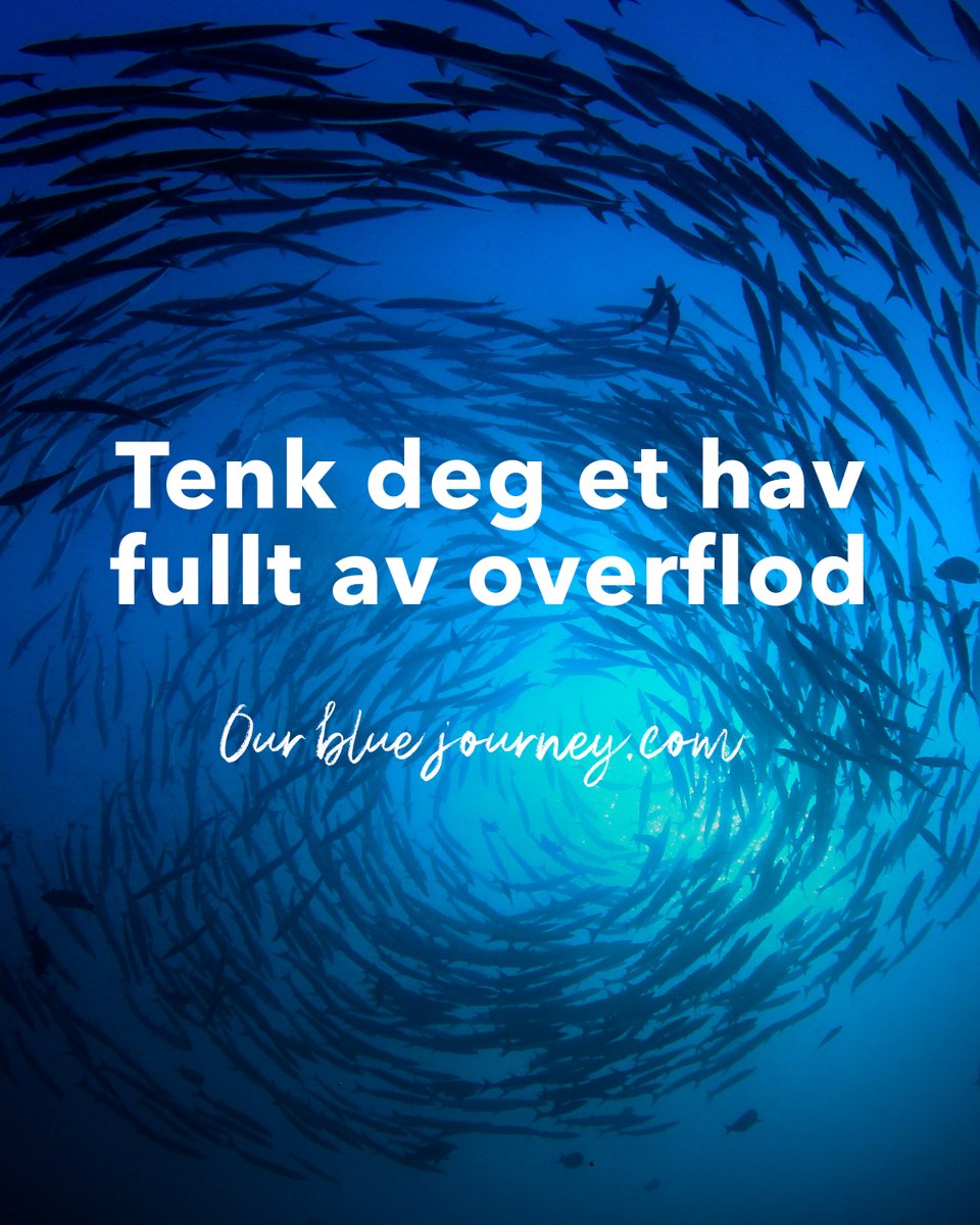 Tenk deg et hav fullt av overflod
Rundt 90 % av våre ville fiskebestander er enten på maksimalt bærekraftig nivå eller er overfisket. Havet vårt er motstandsdyktig og ved å bruke vitenskapsbasert bestandsforvaltning kan vi gjenopprette det til overflod.

loom.ly/32m7x7o