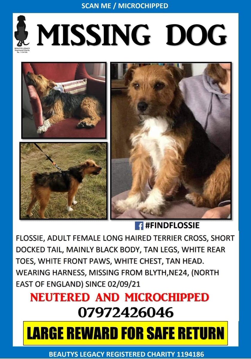 AdoptionsUk's tweet photo. Please retweet to help FIND FLOSSIE, MISSING FROM #NORTHUMBERLAND #UK 
Missing since Sept 21, she could have been picked up and be anywhere in the UK now. 
Have you seen her or been offered her? 
Please share, her owners are devastated. 
❤️REWARD❤️
#dogs #DogsofTwittter  #Easter https://t.co/ytJGF4ahQ0
