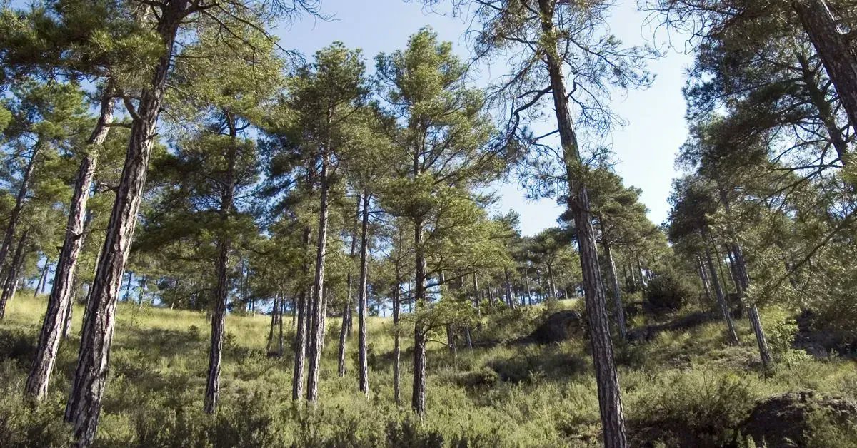 La gestión sostenible de los bosques en #España genera 1,4 millones de empleos.
#soyforestal #forestalactivo #ElasXeranSector #industriaforestalmadeira
buff.ly/36xYAIR