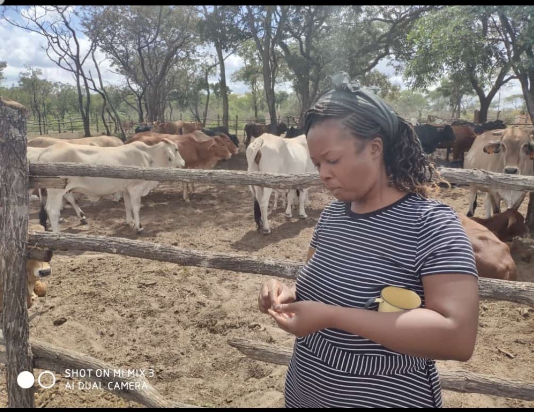 MemoSanya tweet media