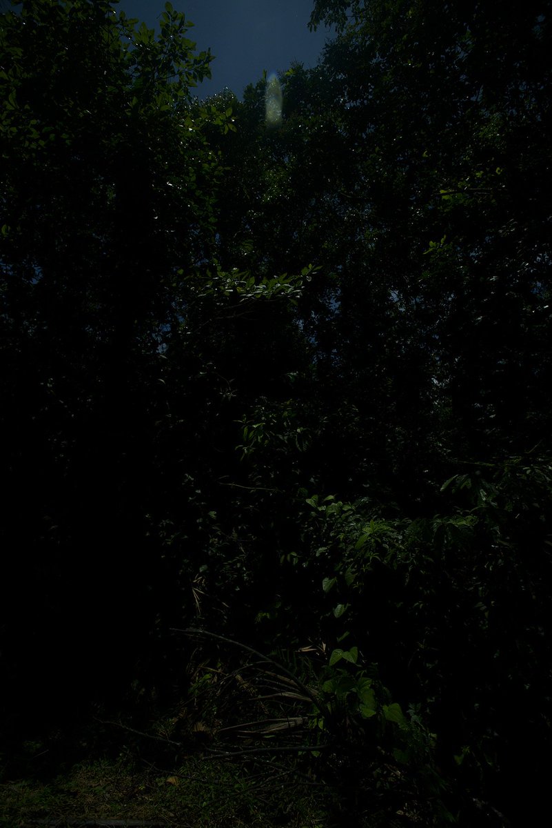el_Anaranjado's tweet image. &amp;gt; Y así las noches mágicas de Luna llena chambeando en la selva 🔴
#DarkRoom
#CameraLessPhotography
#PhotoArt
#Amazonia