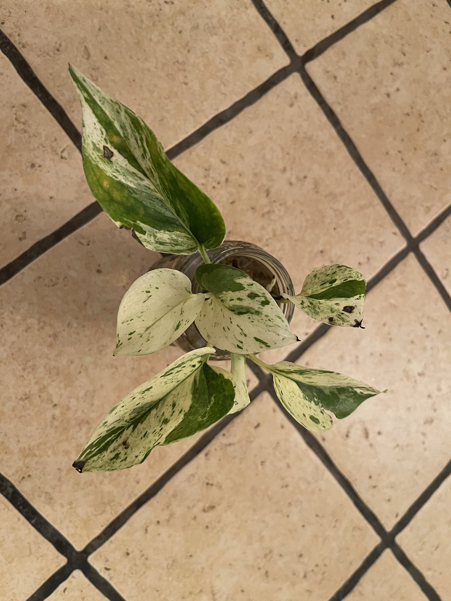MeDicenAche's tweet photo. Como empezó//como va. #Pothos #MarbleQueen 💚 https://t.co/Q1T7PnmgoU
