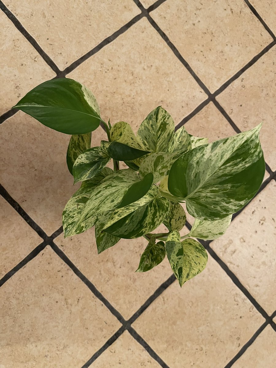 MeDicenAche's tweet photo. Como empezó//como va. #Pothos #MarbleQueen 💚 https://t.co/Q1T7PnmgoU