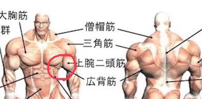 背筋のtwitterイラスト検索結果 古い順