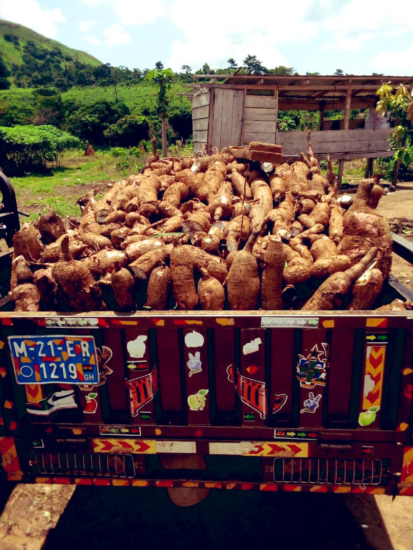 Our mission is to feed the world 🌎 one person at a time 

We are thankful for our successful team efforts and harvest 

#agriculture #cassava #global #SupplyChain #farming #crops #ghana #africa