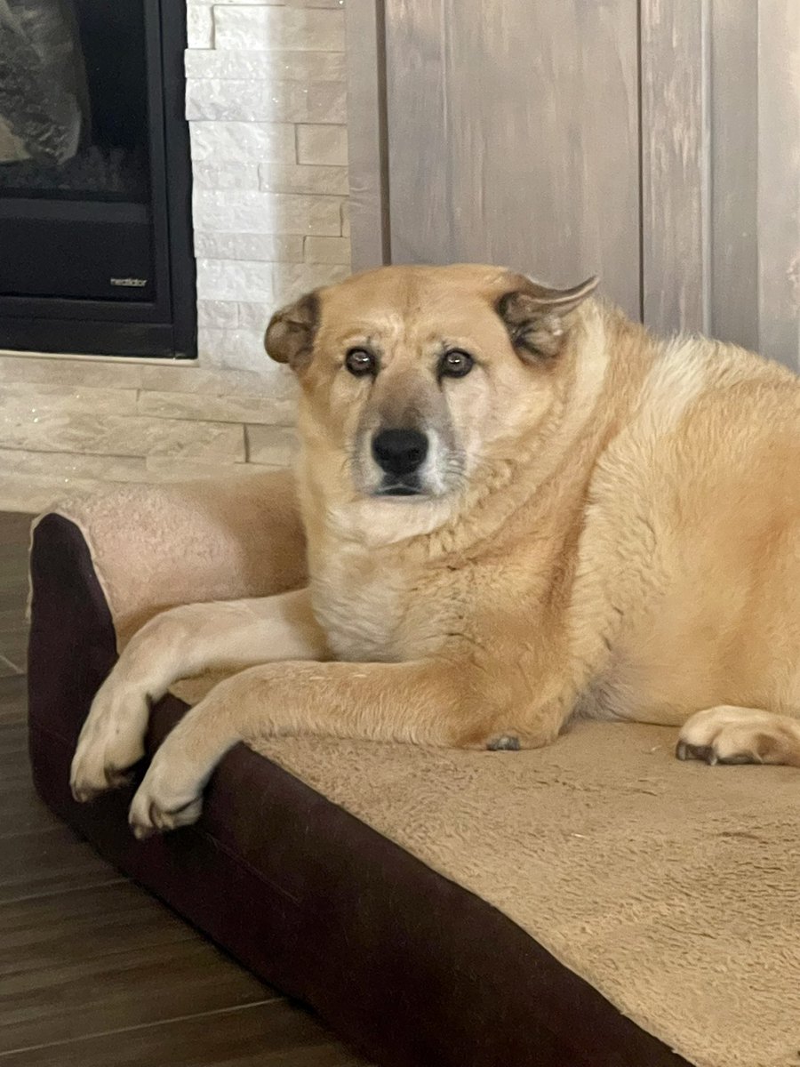 Happy Easter from us! Wawa the Chihuahua, Moxie and Astro ❤️