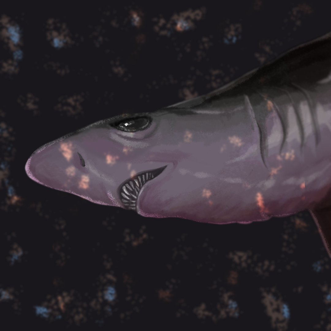 Are you more into abstract or realistic art? Well... we got both! In fact, our 200 1/1 shark NFTs all have varying art styles that represent the different species.

Mint yours now: sharks.likhanft.io 🦈🇵🇭

#NFTPhilippines #NFTPH #NFTart #PolygonNFT #SaveOurSharks <a href="/LikhaNft/">Likha</a>