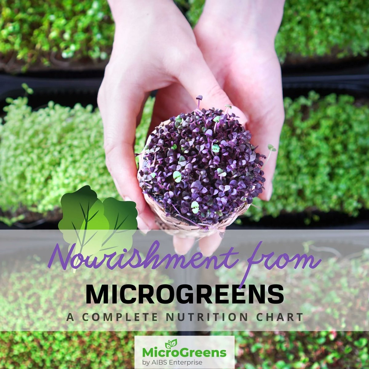 MicroGreensPH's tweet photo. Check out our new blog -- Nourishment from Microgreens: A Complete Nutrition Chart

👇👇👇 View our blog here:
https://t.co/TeKQZMmCfS

😋 Delicious, Healthy, Pesticide-Free

Visit our website:
https://t.co/svT23kihwz
 
#MicroGreensPhilippines https://t.co/oLTuS3eyIS