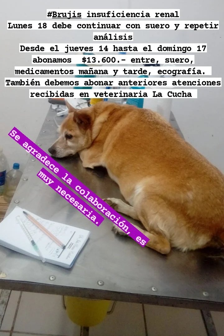 Disculpen la molestia, sólo que es muy importante para seguir con el tratamiento de Brujis.
ayuda.perros.clotos
0000003100082119948439
Caja de Ahorro en $ Número de cuenta 262-71244/8 AYUDA.CLOTO.PERRO CBU 0170262240000007124484