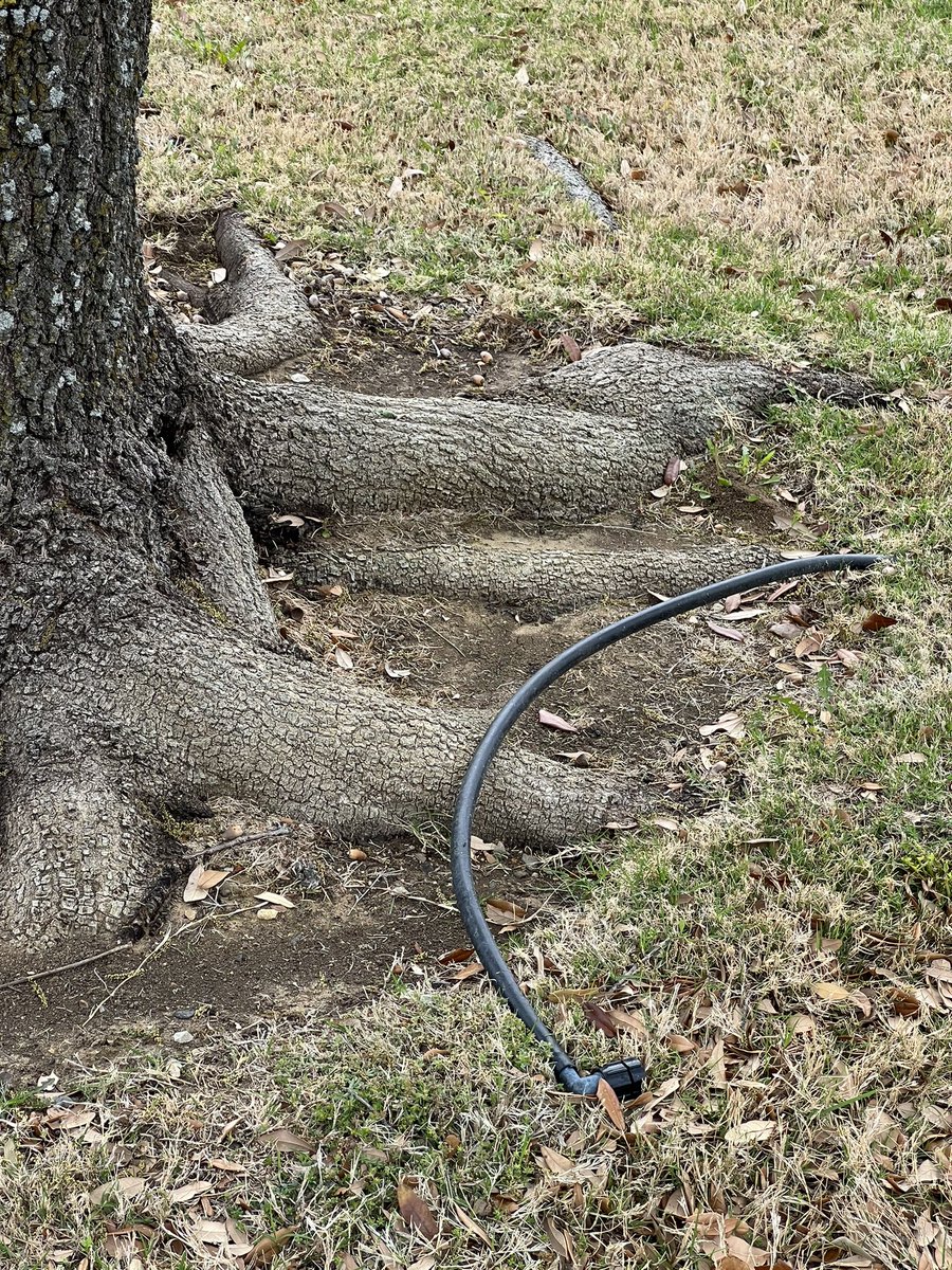 roselandscapes's tweet photo. Landscapers add bubblers to deep water new trees until they are established. After 3 to 4 years most  trees should not need it as long as it is in good health &amp; growing. Where the hose connects to the pvc pipe, unscrew and screw in a plug. #dfwlandscapetips  #gardening #trees https://t.co/nXNDMosyGR