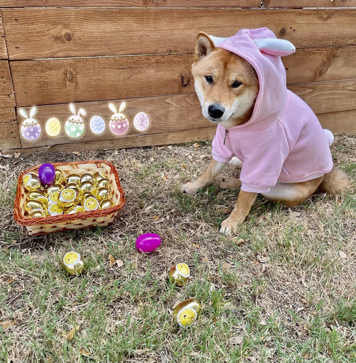 sheila6366's tweet photo. #Easter  #doge  🥳 https://t.co/UXeGgAd8XT