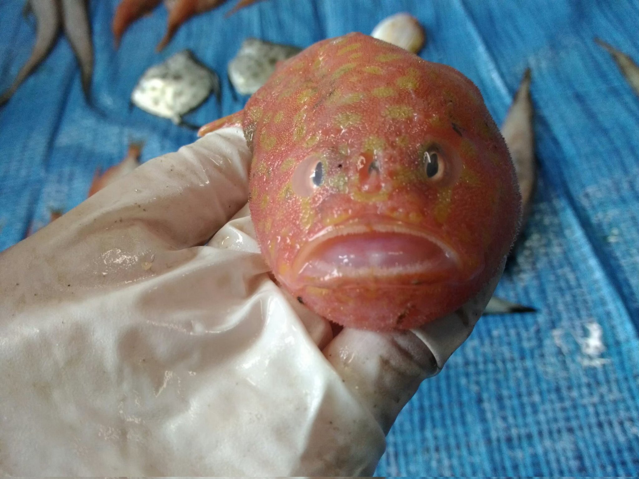 深海魚同好会 Shinkaiyodai Twitter