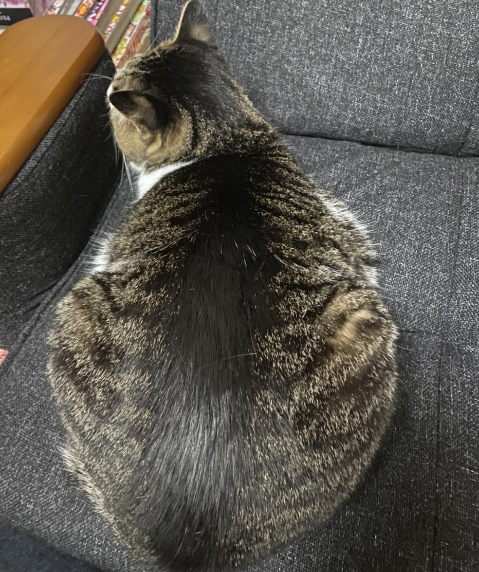 つやつやもっふりの可愛い後ろ姿なのに、娘から焼きサバの手毬寿司と笑われた子がこちらですw