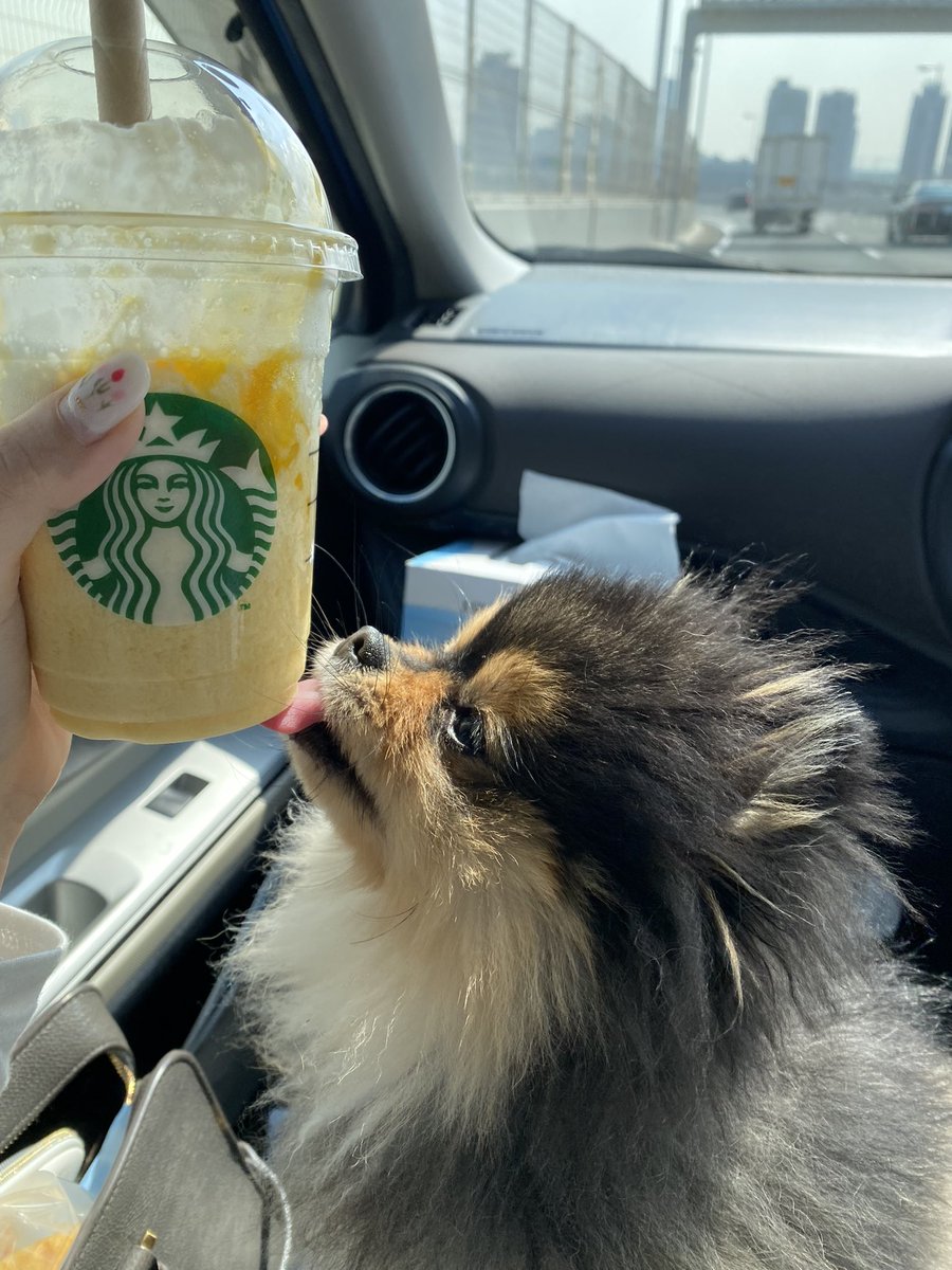 pancakemonster0's tweet photo. スタバのフルーツ牛乳おいしかった🍊 ᵕ̈
水滴がだいすきな🐶🥤
#過去pic https://t.co/bAZ2digMkb