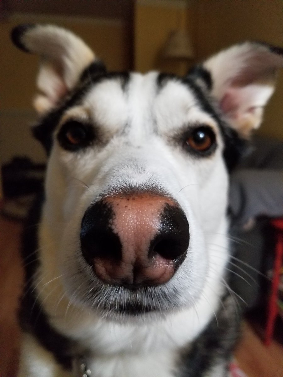icebergnorth's tweet photo. @mpellittieri Winter sends her love to you โค.
#Earperdog
#WynonnaEarp
#Earpers https://t.co/hTcbrcetdT