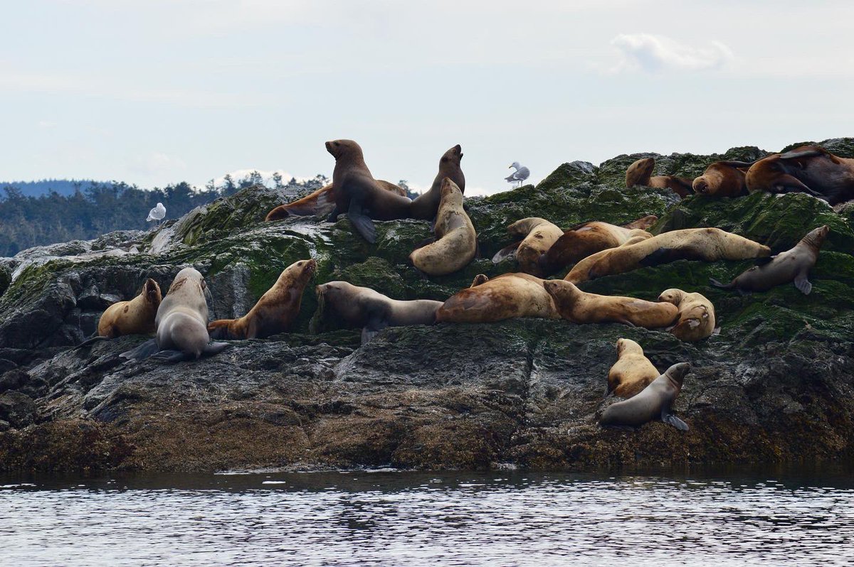 NU_ThreeSeas's tweet photo. What an exciting 2 weeks in the field for our Marine Birds and Mammals course getting to know our local animals on vessel ships galore
📸: @its_scuba_shan &amp; Anik Grearson

#nuexperience #cosconnects #northeasternuniversity #3Cs41 #marinebiology #fridayharborlabs https://t.co/FZiNNi9rgr