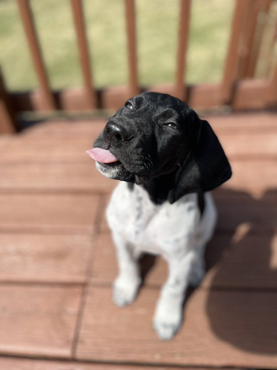 gravanz18's tweet photo. @pheasants4ever My little hunting buddy Fritz! https://t.co/TOiJyH0hCq