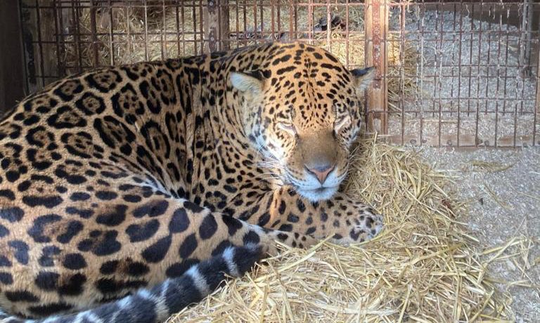 Amazona Zoo (@amazonazoo) on Twitter photo Say hello to our new family member! Balam our 7 year old Jaguar <a href="/EDP24/">Eastern Daily Press</a> <a href="/NNorfolkNatter/">North Norfolk Natter</a> <a href="/vstnorthnorfolk/">Visit North Norfolk</a> <a href="/BBCNorfolk/">BBC Norfolk</a> #Easter #whatson <a href="/itvanglia/">ITV News Anglia</a> <a href="/WTGINN/">WTG in North Norfolk</a> Say hello to our new family member! Balam our 7 year old Jaguar <a href="/EDP24/">Eastern Daily Press</a> <a href="/NNorfolkNatter/">North Norfolk Natter</a> <a href="/vstnorthnorfolk/">Visit North Norfolk</a> <a href="/BBCNorfolk/">BBC Norfolk</a> #Easter #whatson <a href="/itvanglia/">ITV News Anglia</a> <a href="/WTGINN/">WTG in North Norfolk</a>