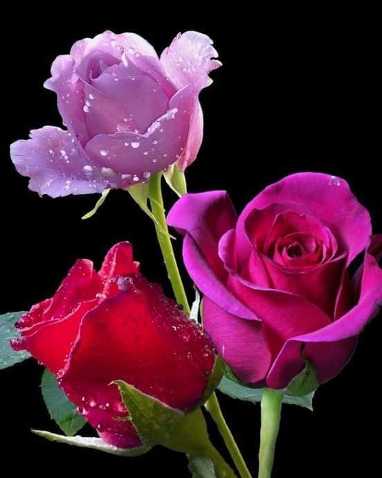 ema_ula's tweet photo. @Pushpa_Akther https://t.co/nyzTgq82PG