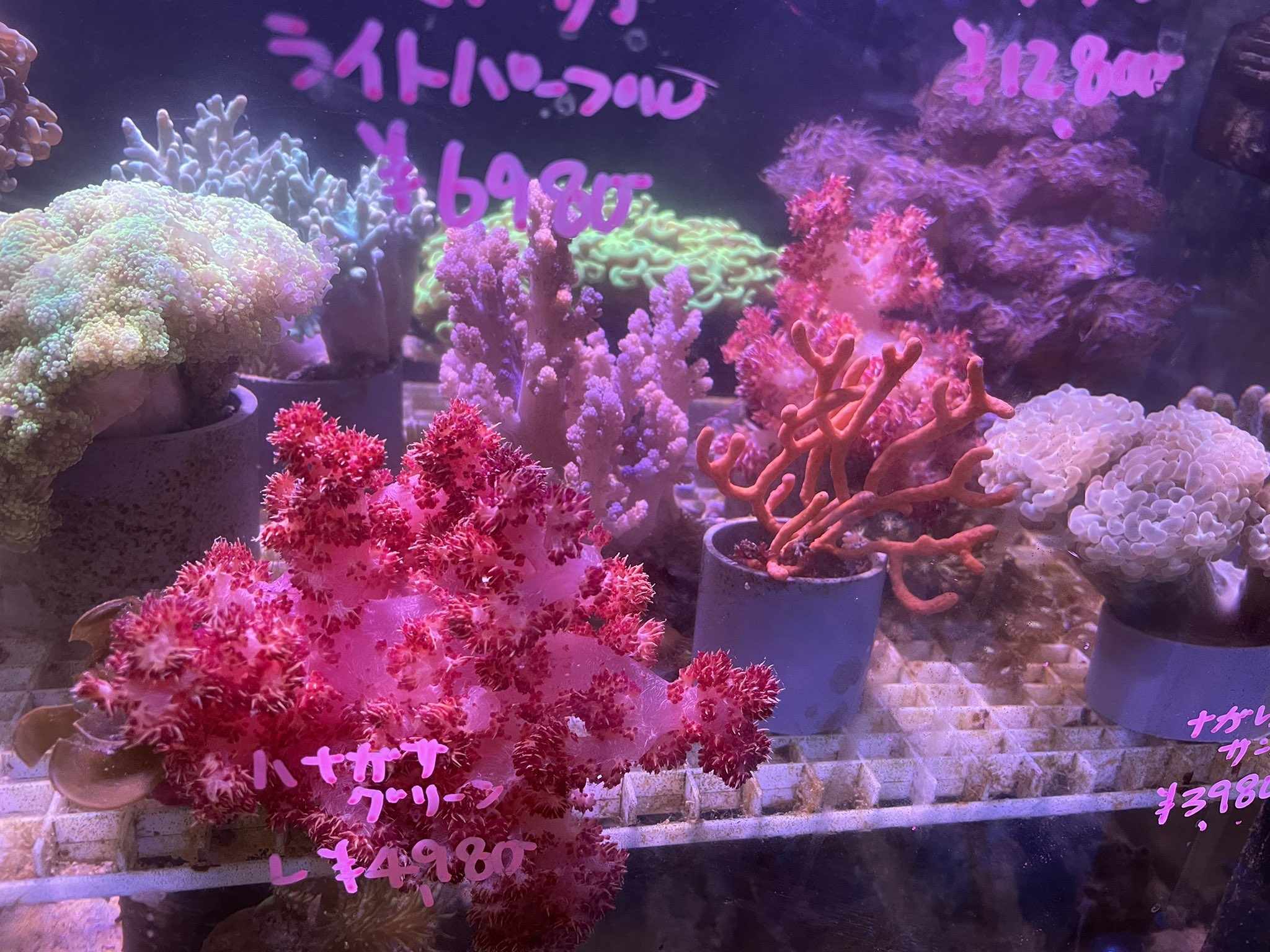 ベッセル vessel 海水魚 サンゴ 専門店 18日 月 入荷情報 トゲトサカ キバナトサカ ヤギ各種各色 シッタカガイ他です T Co Exylkowfal Twitter ベッセル vessel 海水魚 サンゴ 専門店 18日 月 入荷情報 トゲトサカ キバナトサカ ヤギ各種各色 シッタカガイ他です T Co Exylkowfal Twitter