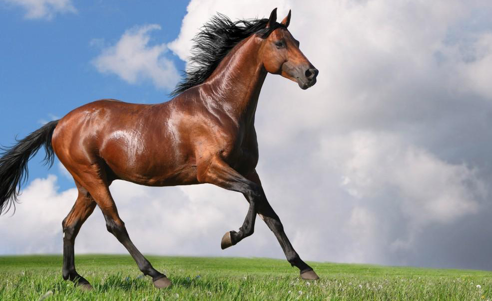 Azerbaijan's tweet photo. Distinguished with its beauty &amp; grace,#Karabakh horse breed is considered national heritage of #Azerbaijan. #KarabakhHorses 🐎 are very sure-footed &amp; they shine with their speed and endurance.
Preparations are underway for construction of Karabakh Horse-Breeding Plant in #Aghdam. https://t.co/VHVLmmZB06