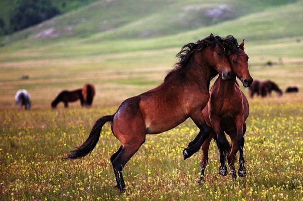 Azerbaijan's tweet photo. Distinguished with its beauty &amp; grace,#Karabakh horse breed is considered national heritage of #Azerbaijan. #KarabakhHorses 🐎 are very sure-footed &amp; they shine with their speed and endurance.
Preparations are underway for construction of Karabakh Horse-Breeding Plant in #Aghdam. https://t.co/VHVLmmZB06