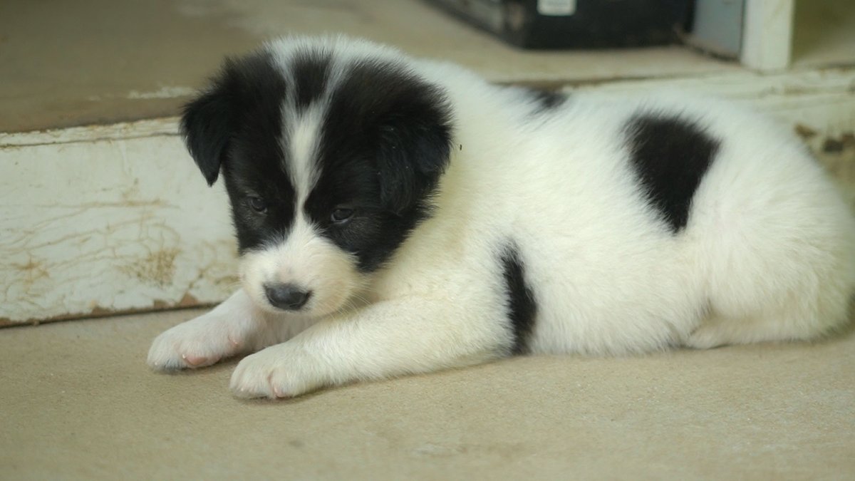 meanpanarith's tweet photo. Cutie Baby Dog Playing And Sleepy Lovely https://t.co/jG0EOc11aZ via @YouTube https://t.co/SZ7XZMXbux