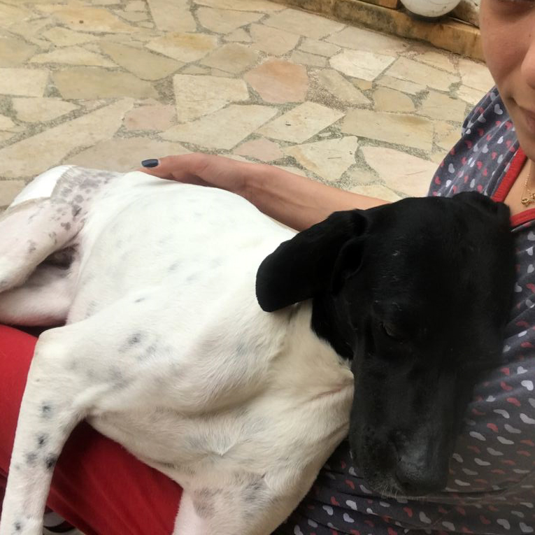 ⚠FOR ADOPTION⚠
Jasmine is around 2 years old, vaccinated, spayed, microchipped. Very friendly and calm. For more info. WhatsApp text 03 501 755. Jasmine is a lap-dog and not a hunting one.

#adoptdontshop