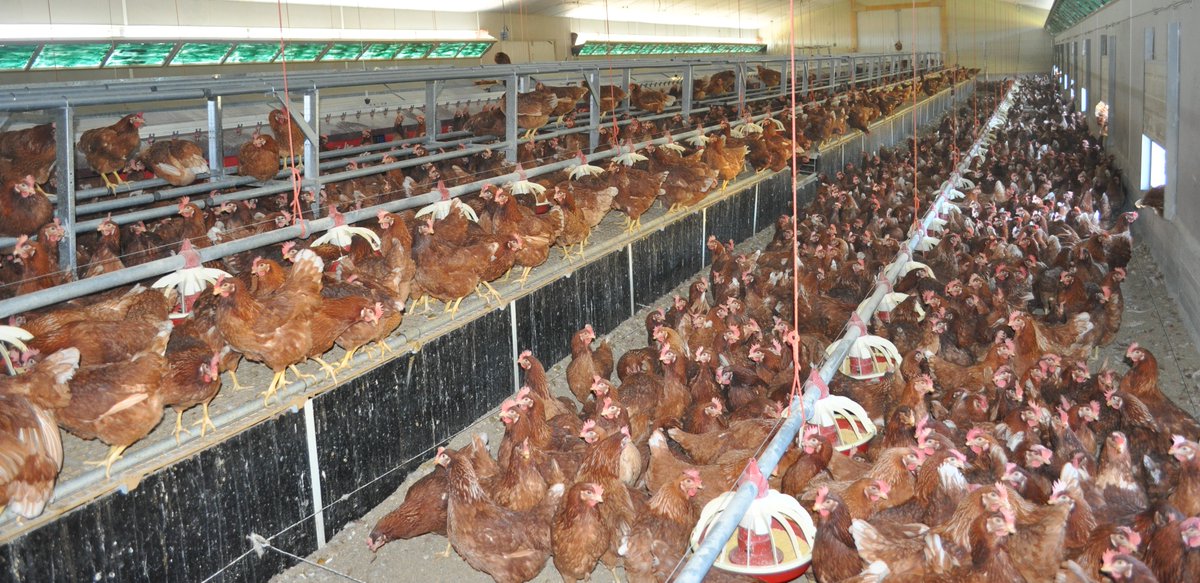 BestHens's tweet photo. The Best Practice Hens project highly recommends reading the following article on "Relationships between damaging behaviours and health in laying hens". 

https://t.co/pc6NEEqY3G
@AarhusUni_int @Ecovalia @ILVOvlaanderen @neiker_BRTA @UniUtrecht @WURanimal https://t.co/0uxcPeN642