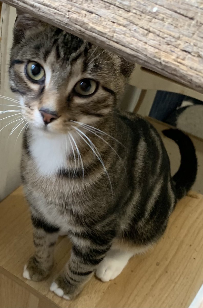WestVicCats's tweet photo. Hi! Itโs me, Gus!!๐ปI wanted use the his break in my Easter napping/eating/cuddles routine to visit and show everyone Junior, a kitty named in my honour! Isnโt he cute?! Meow!๐ป#CatsOfTwitter #EasterCats #CatsOnTwitter https://t.co/pYjp2XTRzw