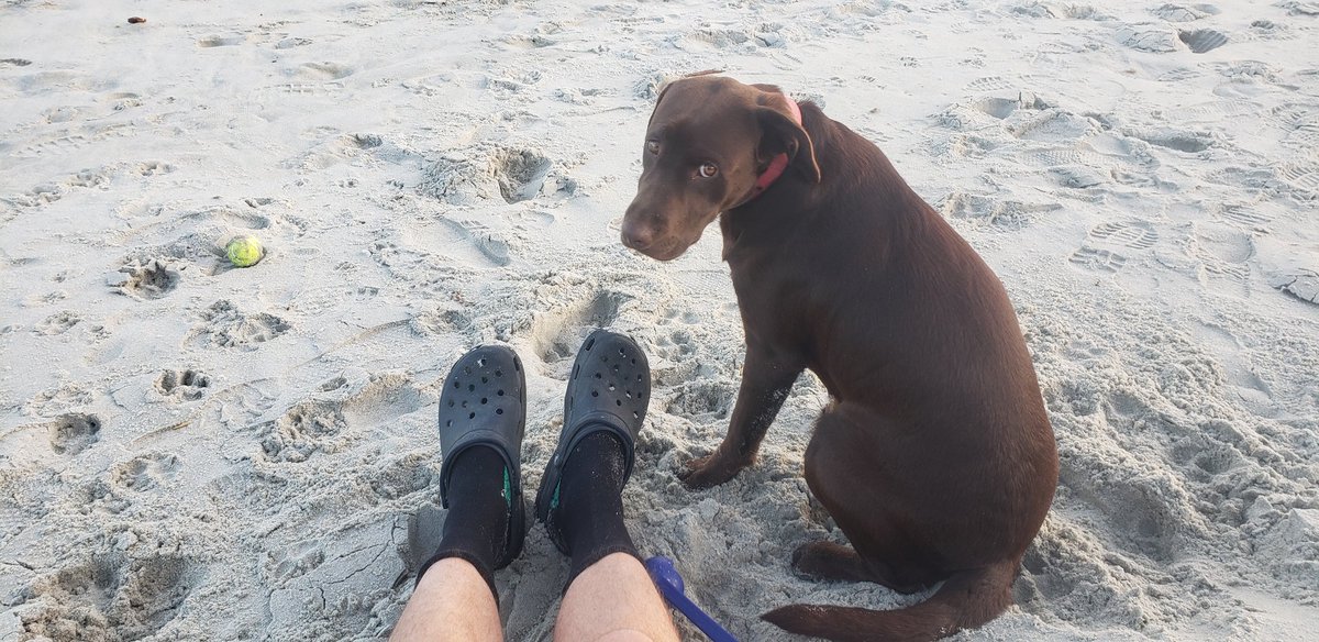 ppgardne's tweet photo. @MacePeter Doggo seemed embarrassed for some reason?! #socksncrocs #otago https://t.co/kWE2hjCre0