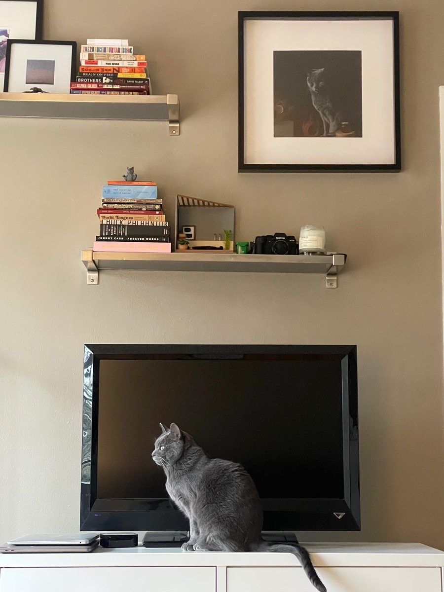 LunaTheGreyTuna's tweet photo. Who needs to watch anything when they’ve got me to look right here? 🐱📺

#CatsOfTwitter #cats #tvtime #pets #mondaythoughts https://t.co/DqwkMHDsnL