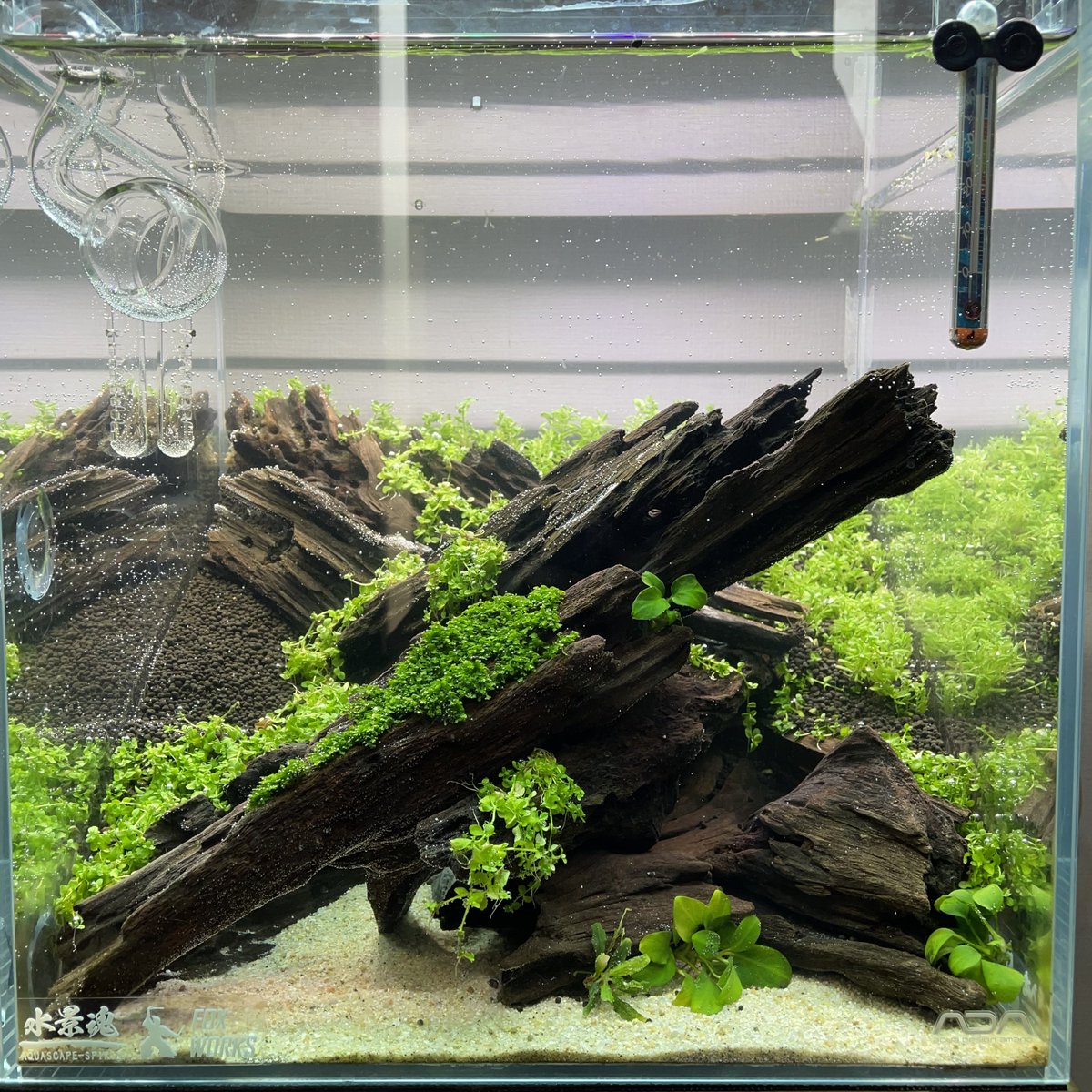 vaRVFYZjxcUgGH6's tweet photo. 有茎草を植栽し注水しました😊
#FHASC3rd
#中景決まらない https://t.co/rNMHyauczO