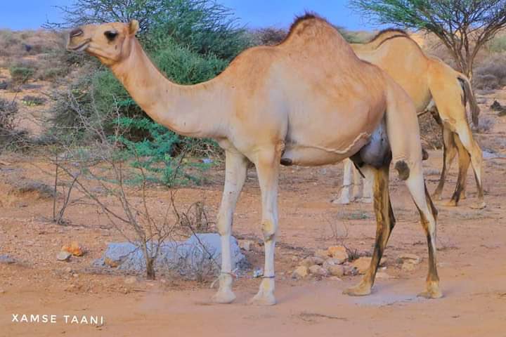 Mohamed Ali Biib on Twitter: Mohamed Ali Biib on Twitter: