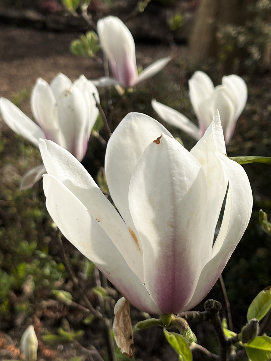Its been sunny with a cold east wind in Weeping Ash Garden today