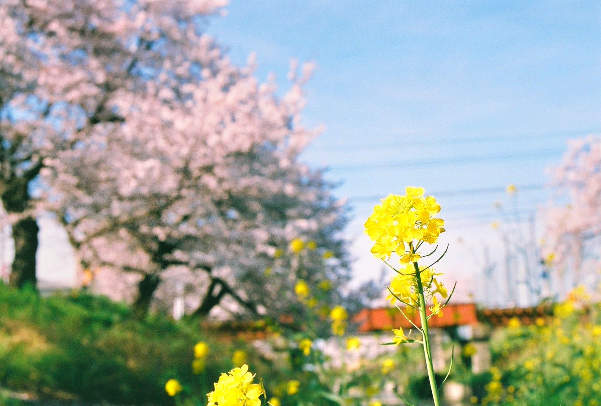 shohei05311's tweet photo. フィルムで撮る春
#キリトリセカイ #写真好きな人と繋がりたい #春 #フィルム写真 https://t.co/eXtxnwUGGB