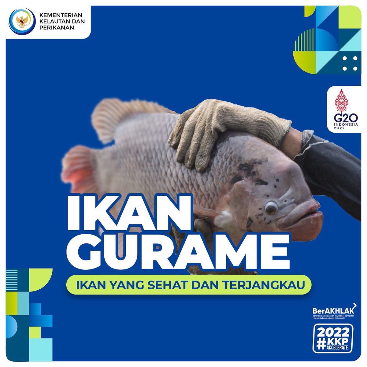 #SahabatBahari ada yang menyukai ikan gurame? Tahu ga sih ternyata kandungan gizi yang terdapat di ikan gurame  menyehatkan tubuh kita lho. Selain dapat membantu perkembangan otak, ikan gurame juga punya banyak manfaat lainnya.