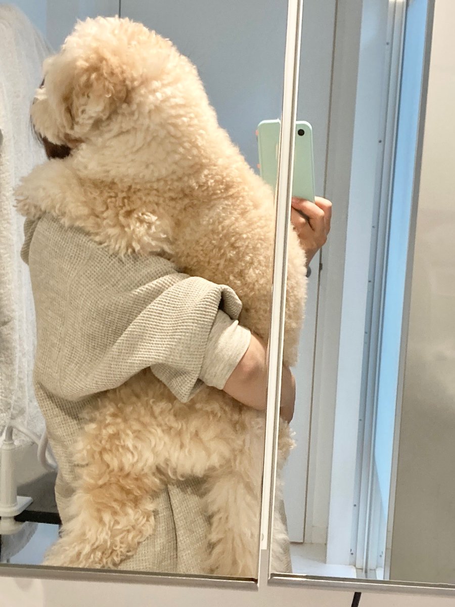 チワプーあむ プードルシュシュ おふろ入ってくるねー トイプードルですよ デカプー 元保護犬 お風呂入ったよ T Co 2tp49uslti Twitter チワプーあむ プードルシュシュ おふろ入ってくるねー トイプードルですよ デカプー 元保護犬 お風呂入ったよ T Co 2tp49uslti Twitter
