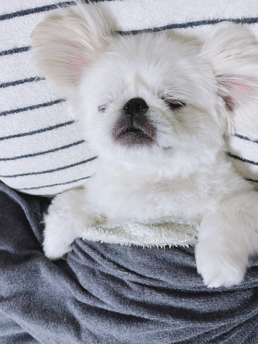 タグ ペキニーズ の注目ツイート メガとんトラック