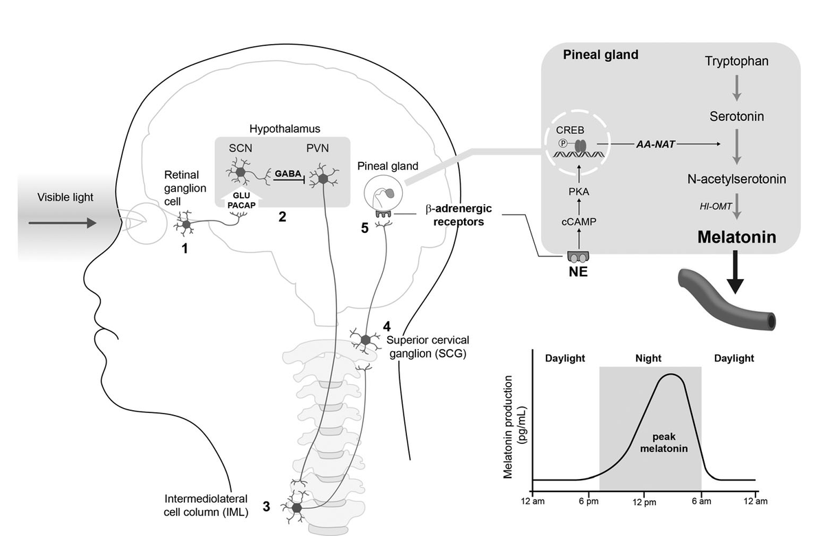 The inhibitory effect of light on melatonin production. (1) At daybreak, light falls on the retina and activates a photosensitive pigment called melanopsin, present in the photoreceptive ganglion cells of the retina, which projects through the retinohypothalamic pathway to the hypothalamus in the suprachiasmatic nucleus (SCN), releasing glutamate (GLU) and pleiotropic neuropeptide (PACAP) neutrotransmitters. (2) The SCN then releases the neurotransmitter GABA in the hyphothalamic paraventricular nucleus (PVN), through efferent pathways. (3 and 4) Consequently, the release of norepinephrine by postganglionic fibers is inhibited. (5) Interruption of norepinephrine stimulation in the pineal gland ceases the transcription of enzymes necessary for melatonin production. AANAT, aralkylamine N-acetyltransferase; cAMP, cyclic adenosine monophosphate; CREB, c-AMP response element-binding protein; HI-OMT, hydroxyindole-O-methyltransferase; NE, norepinephrine; PKA, protein kinase A