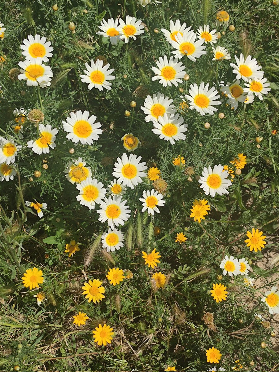 irenepr2's tweet photo. Primavera sur🌼🌿🌱 https://t.co/wngO9cD7Jv
